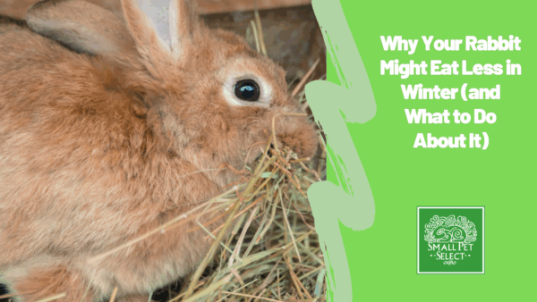 Why Your Rabbit Might Eat Less in Winter (and What to Do About It)