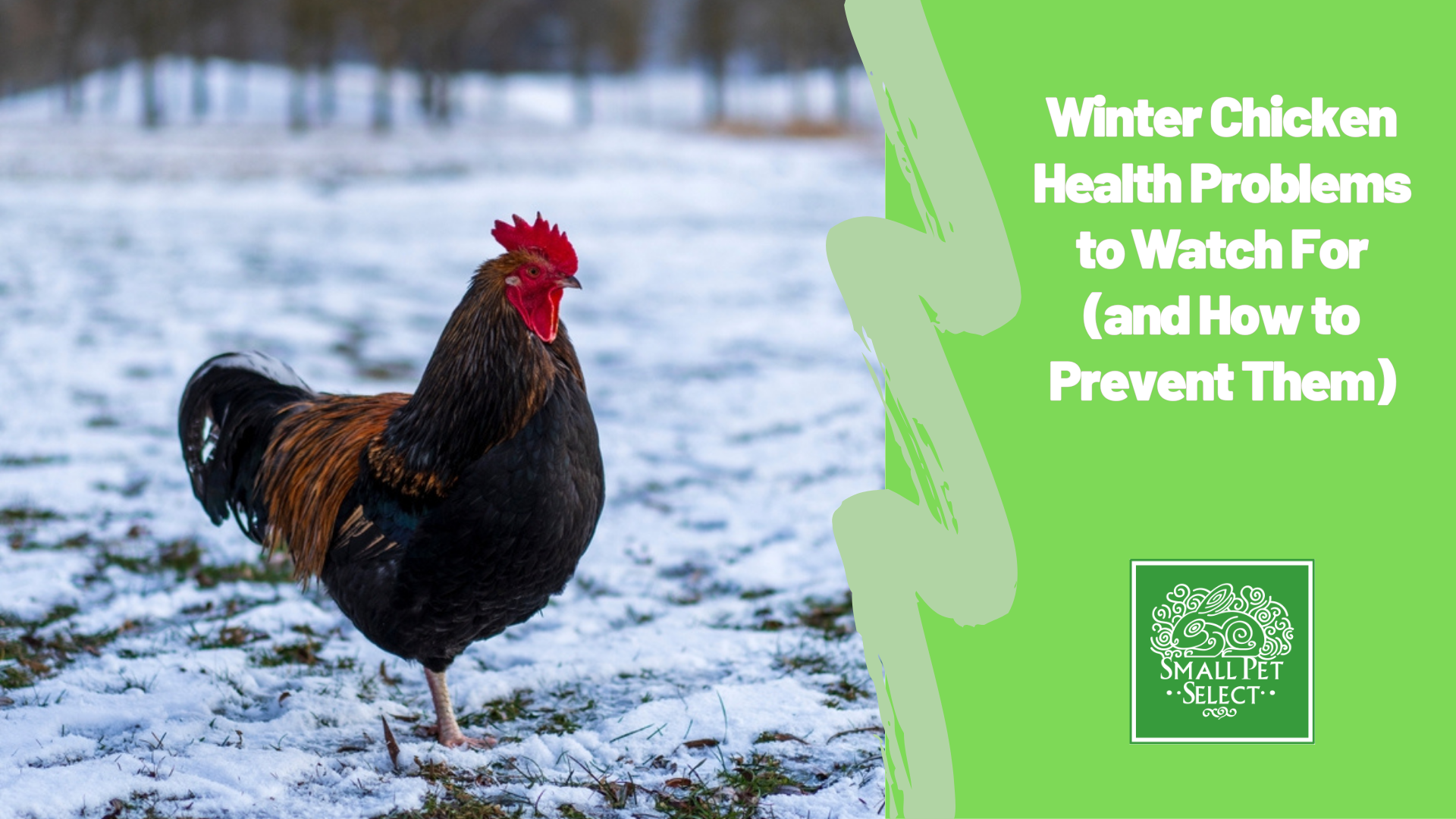 Chicken Issues Winter Chicken Health Problems to Watch For (and How to Prevent Them ...