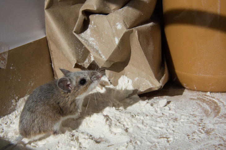 House mouse standing in front of a chewed brown bag