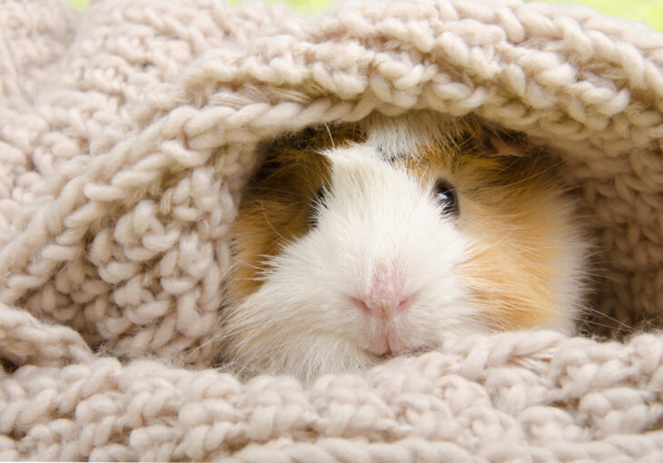 Cute guinea pig hiding in a knitted woolen scarf