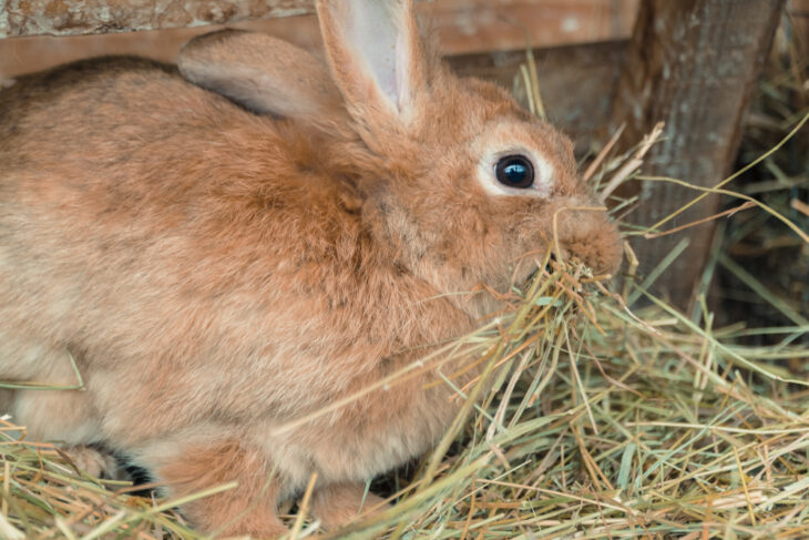 Rabbit eating food