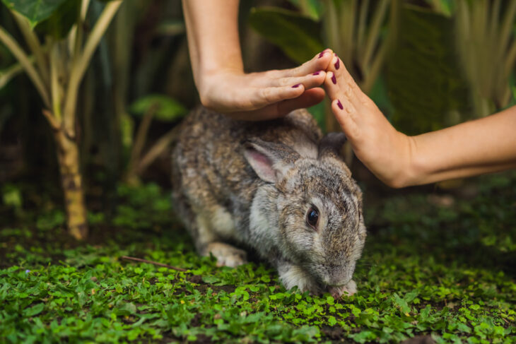 Hands protect rabbit. Cosmetics test on a rabbit