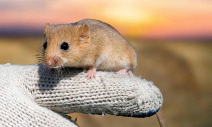 The Roach's mouse-tailed dormouse