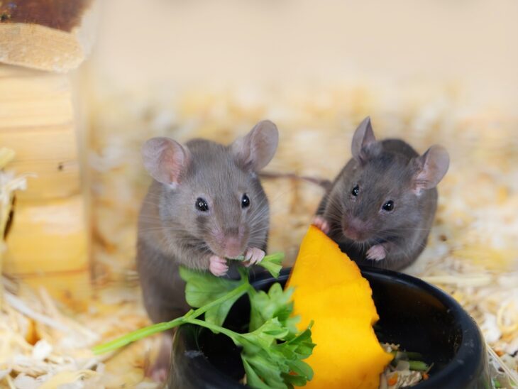 Two gray satin mice eating food