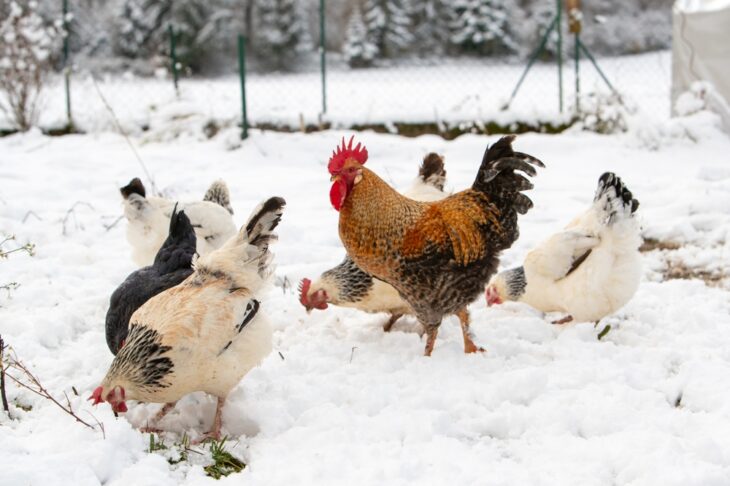 Free-range hen and rooster strolling through the henhouse courtyard, the ground covered in snow.