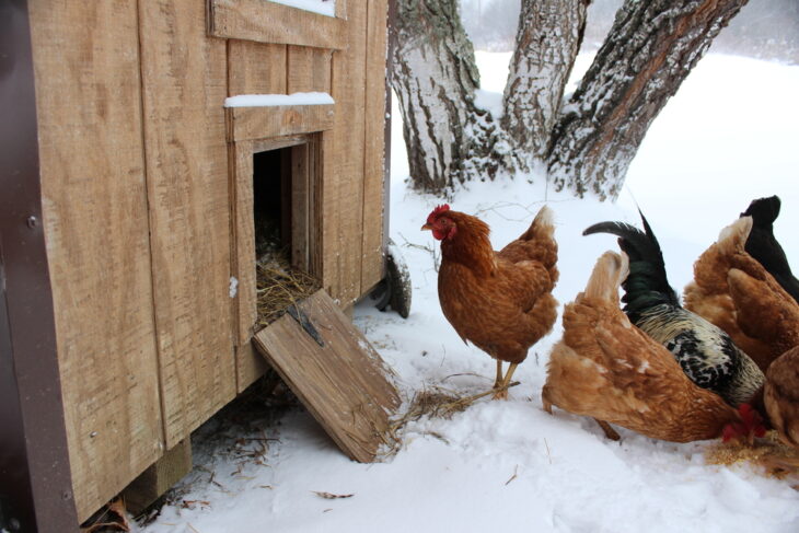 Chickens eating grain in snow by chicken coop