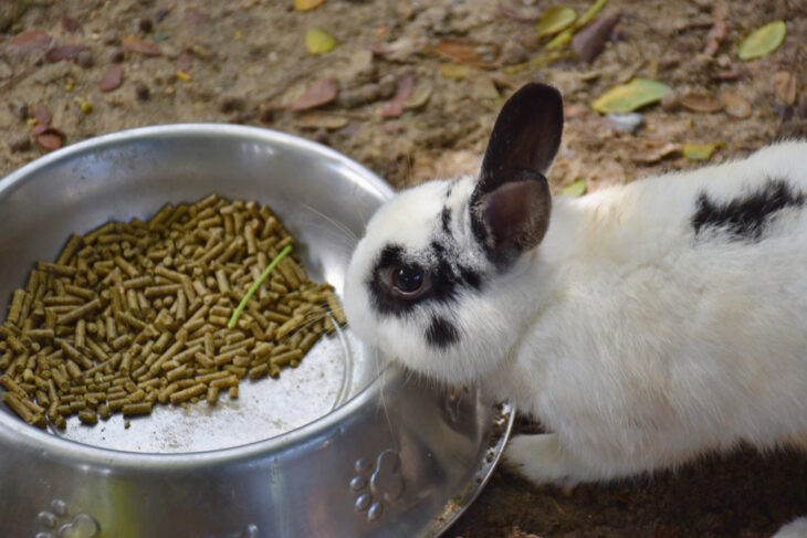 Black and White Rabbit is eating pellets