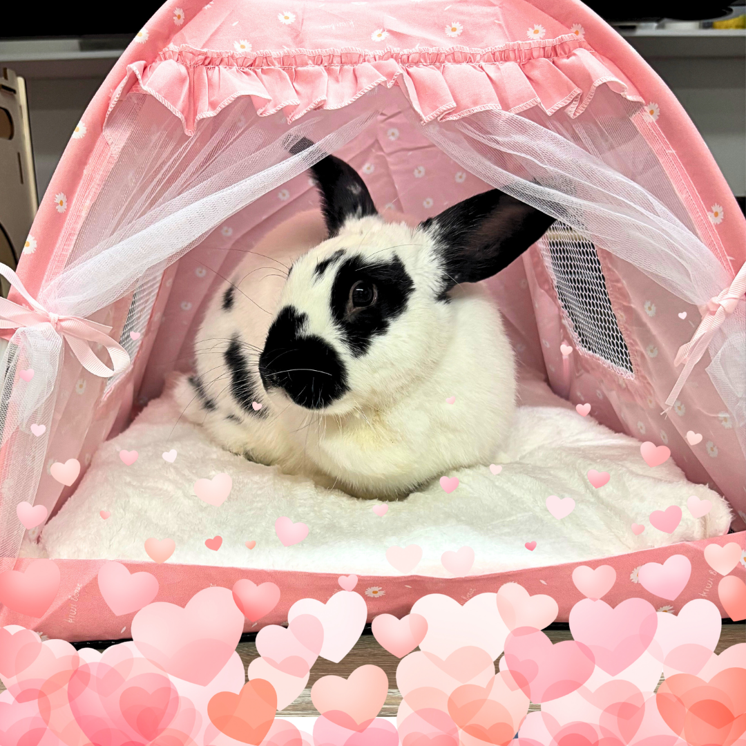 _#5 Oreo @oreo.thebestbunny