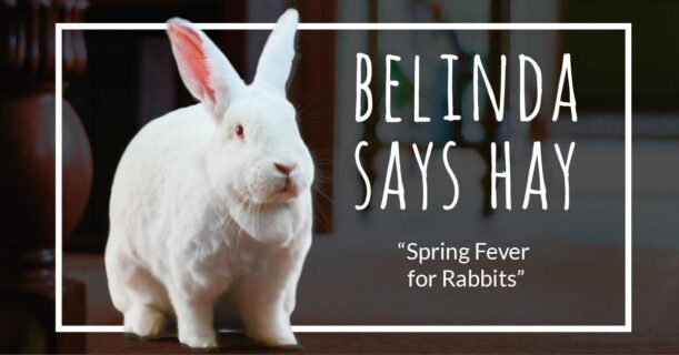 Belinda Says Hay spokesrabbit blog, ”Spring Fever for Rabbit" Feb 22, 2026