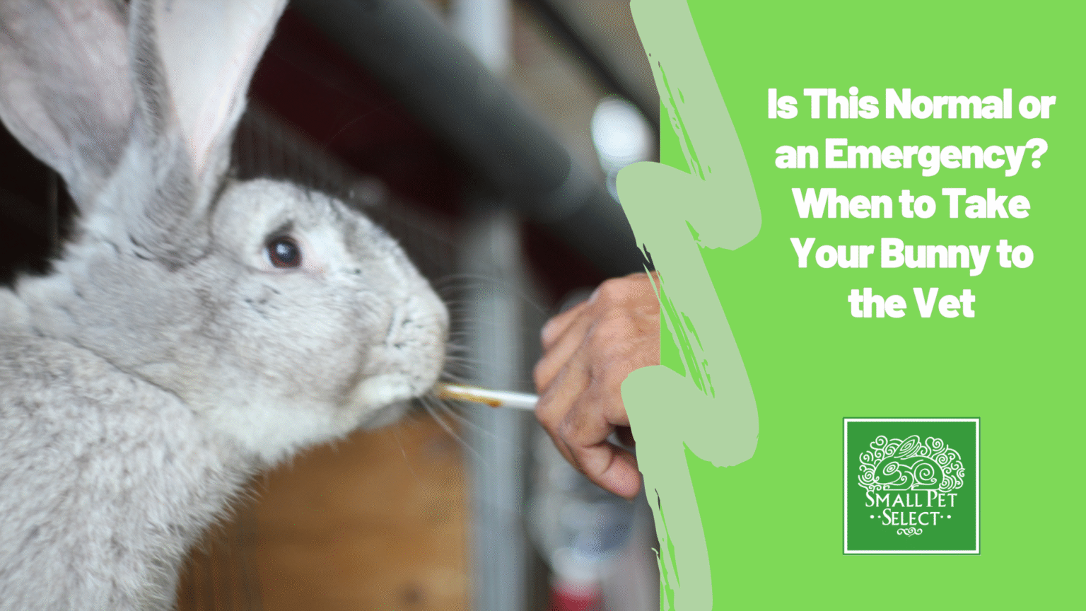 Rabbit Food Problems: Is It Normal or an Emergency? | Small Pet Select