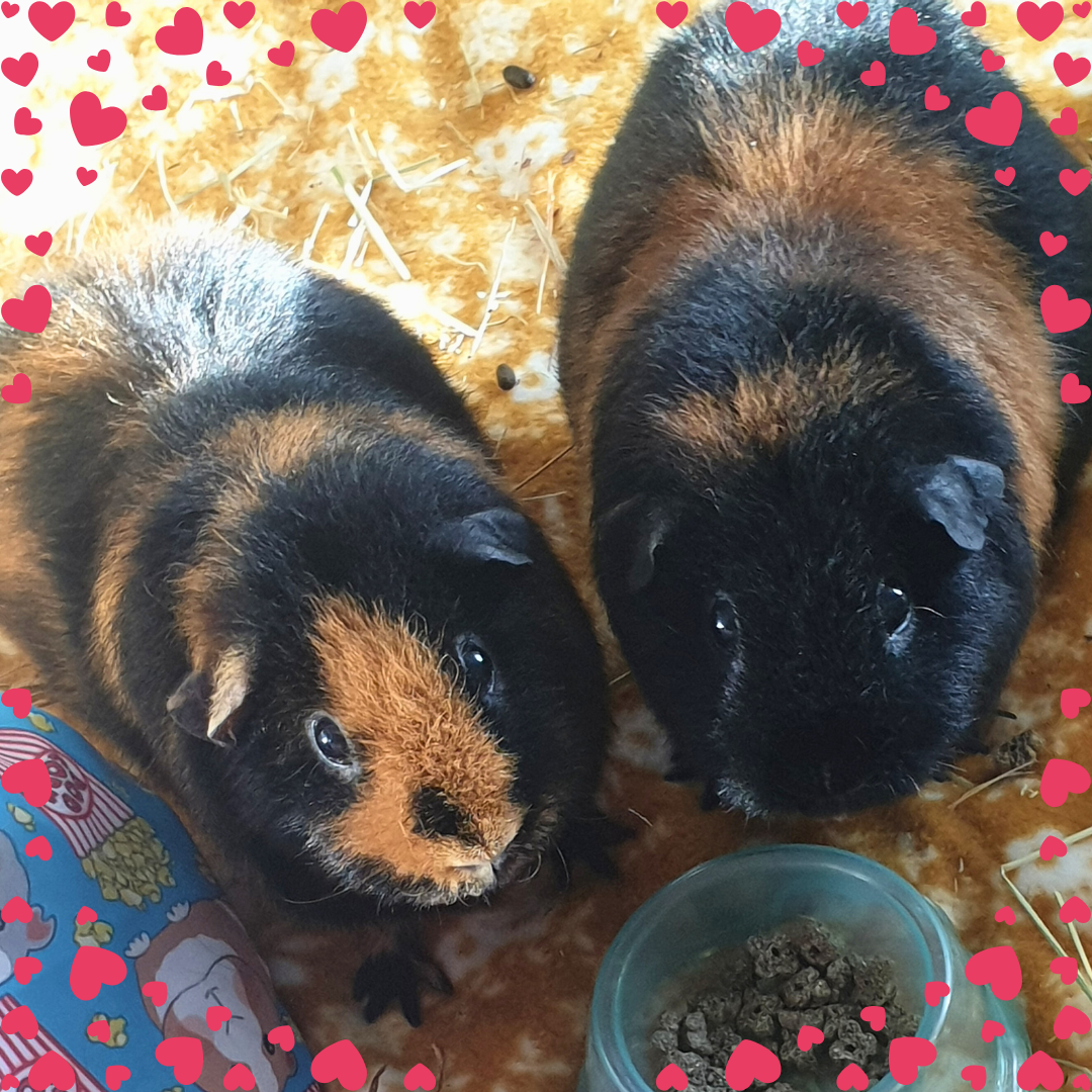 Jemima, Tabitha (smaller)