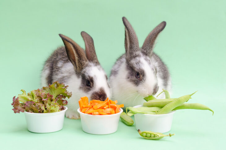 Two rabbits eating fresh juicy cabbage, lettuce, carrots, green beans, peas.