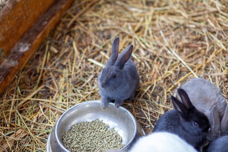 Gray baby rabbits gathered around a metal bowl filled with rabbit food pellets on a bed of hay.