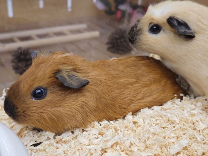 Two charming guinea pigs resting side by side in their cozy habitat