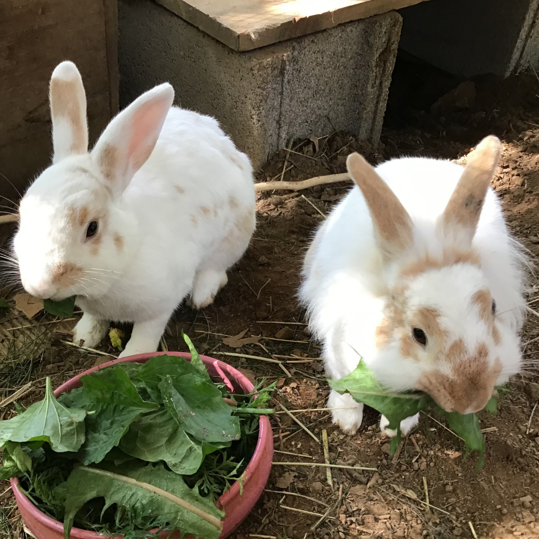 whisker n clover