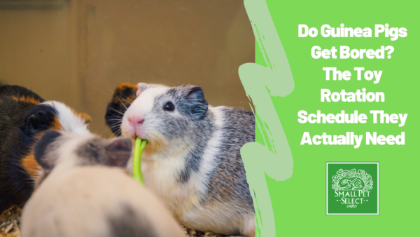 Do Guinea Pigs Get Bored? The Toy Rotation Schedule They Actually Need