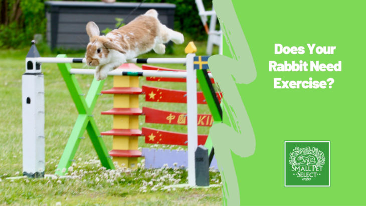Does Your Rabbit Need Exercise? Does Your Rabbit Need Exercise?