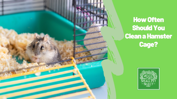 Funny hamster peeking out of cage.