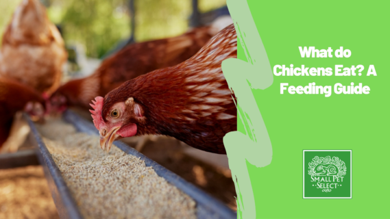 What do Chickens Eat? A Feeding Guide
