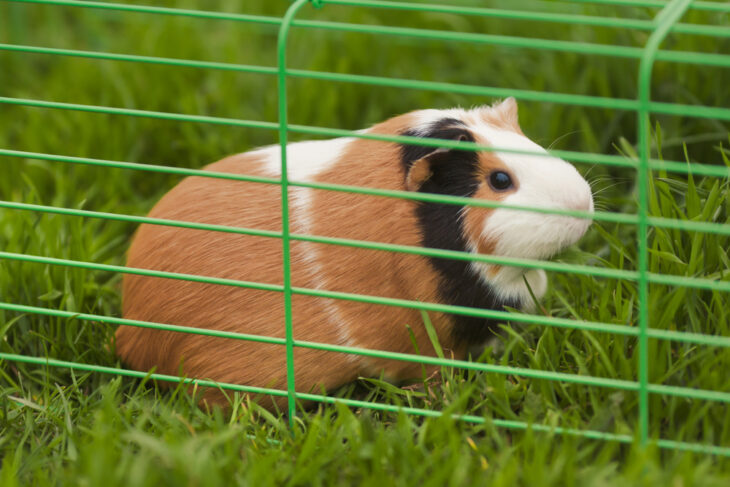 Bored guinea pig in the backyard garden