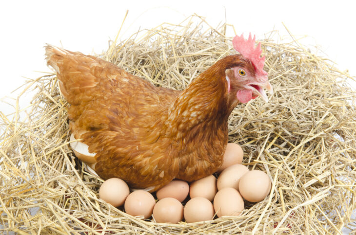 Isolated brown chicken laying eggs in a nest