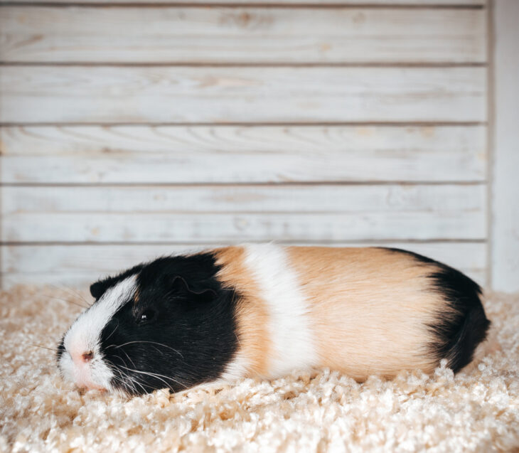 A sad guinea pig is resting and bored in his house.
