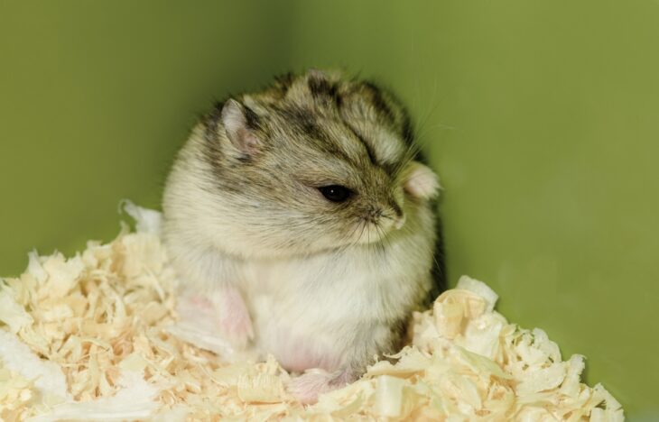 Djungarian hamster is rubbing self against the wall