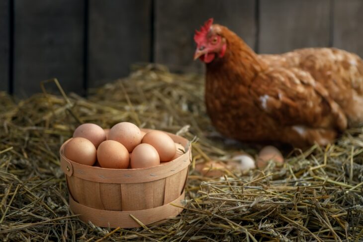 Basket full of fresh eggs with red laying hen in dry straw inside a wooden chicken coop 