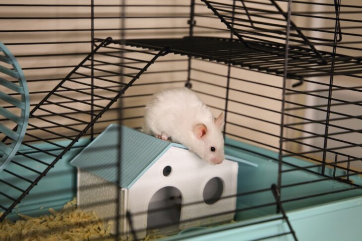 A white hamster in a cage with a house