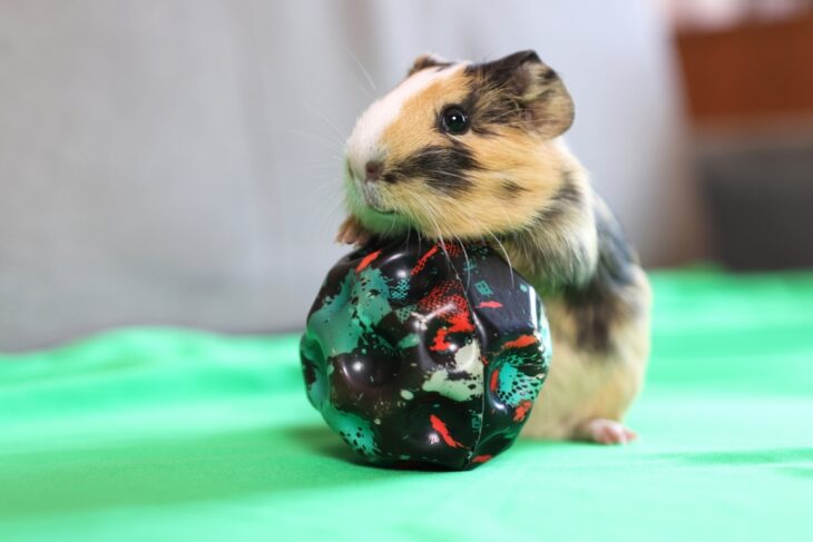 Guinea pig playing with a toy