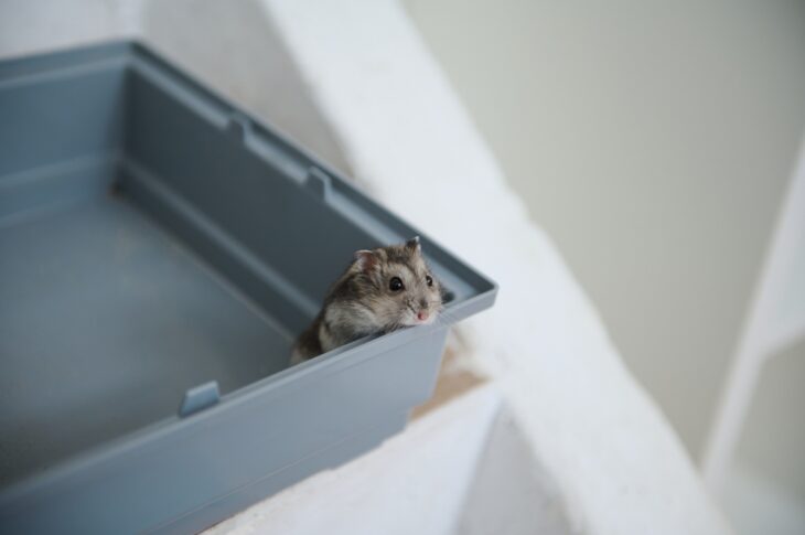 Cute hamster looking out from its plastic cage, curious and charming.