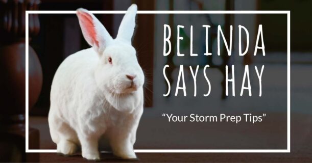 Belinda Says Hay spokesrabbit blog, ”Your Storm Prep Tips" April 26, 2026