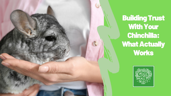 Person gently holding a chinchilla, illustrating proper chinchilla care and trust-building techniques.