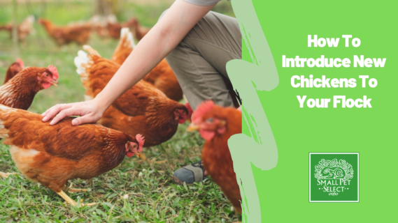 How To Introduce New Chickens To Your Flock
