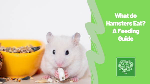 White hamster eating seeds beside a bowl, showcasing healthy hamster food and proper feeding habits.