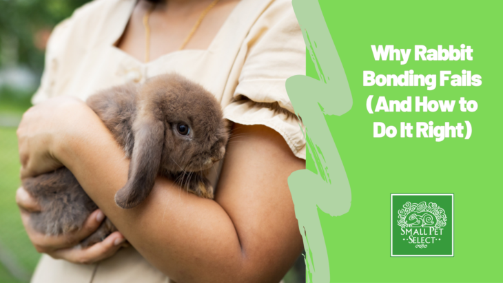 Why Rabbit Bonding Fails (And How to Do It Right) Why Rabbit Bonding Fails (And How to Do It Right)