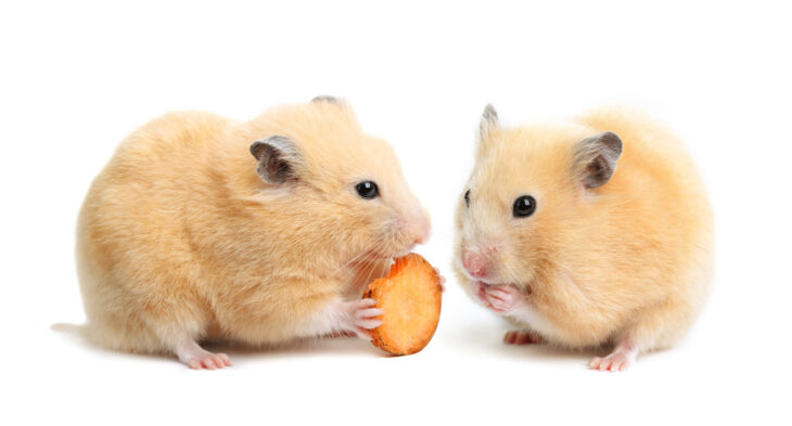 Two hamsters facing each other, one holding and eating a carrot slice against a white background.