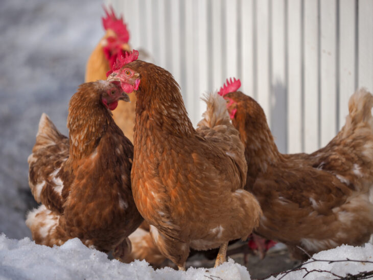 Brown hens gathered outdoors in the snow near a coop, interacting closely as part of a healthy chicken flock.
