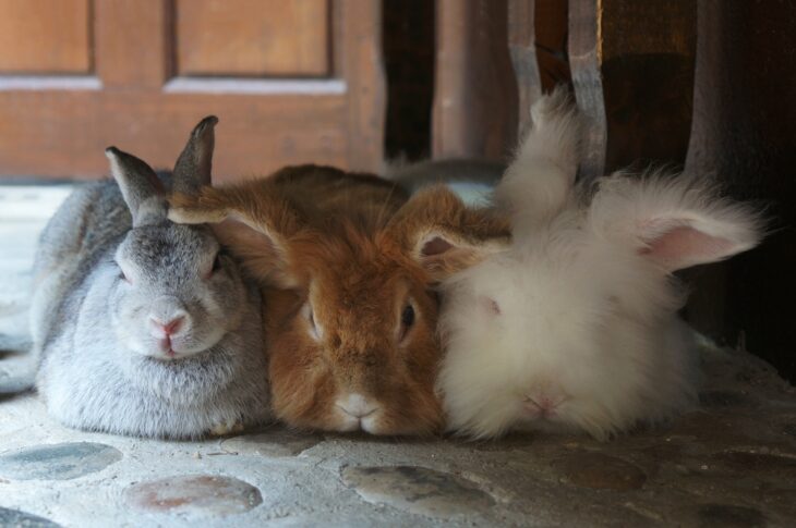 Three rabbits resting closely together on a stone floor, showing calm behavior and social bonding.