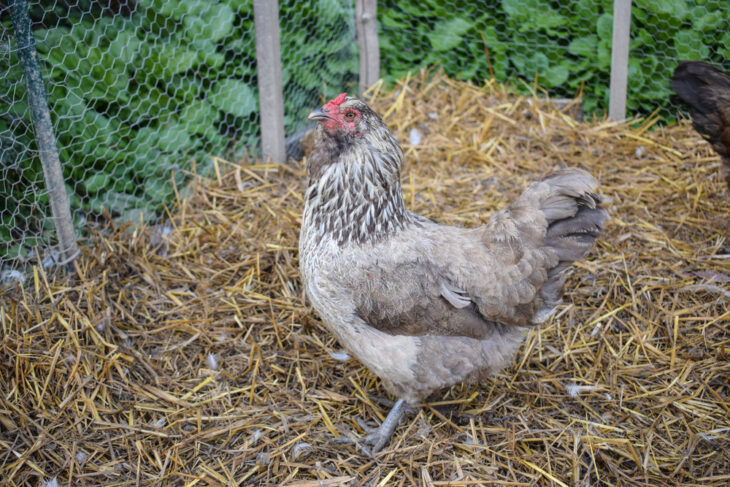 Light brown hen standing on straw inside a fenced chicken coop, with greenery in the background.