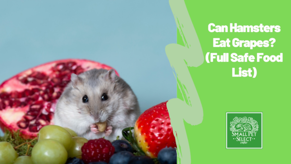 Can Hamsters Eat Grapes? Portrait image of Djungarian Dwarf Hamster eating grapes