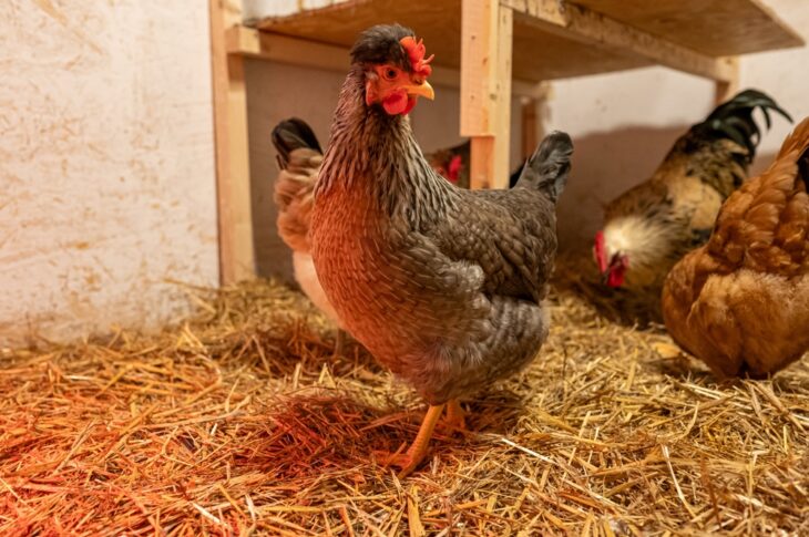 Chickens walking around in their coop