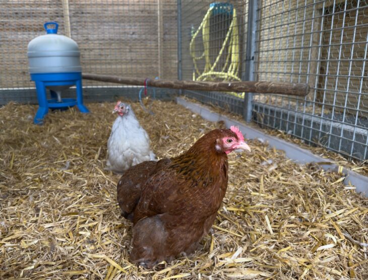 Two chickens inside the chicken coop
