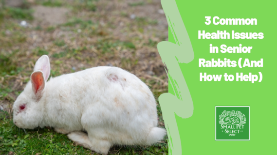 3 Common Health Issues in Senior Rabbits (And How to Help)
