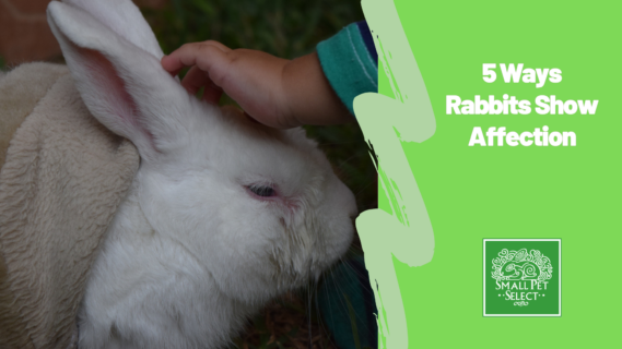 How Do Rabbits Show Affection? 5 Love Signs