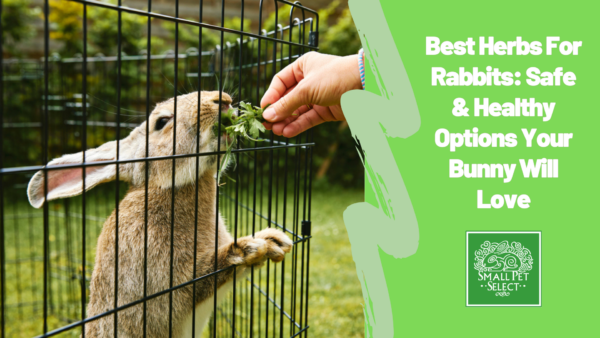 Best Herbs For Rabbits: Safe & Healthy Options Your Bunny Will Love