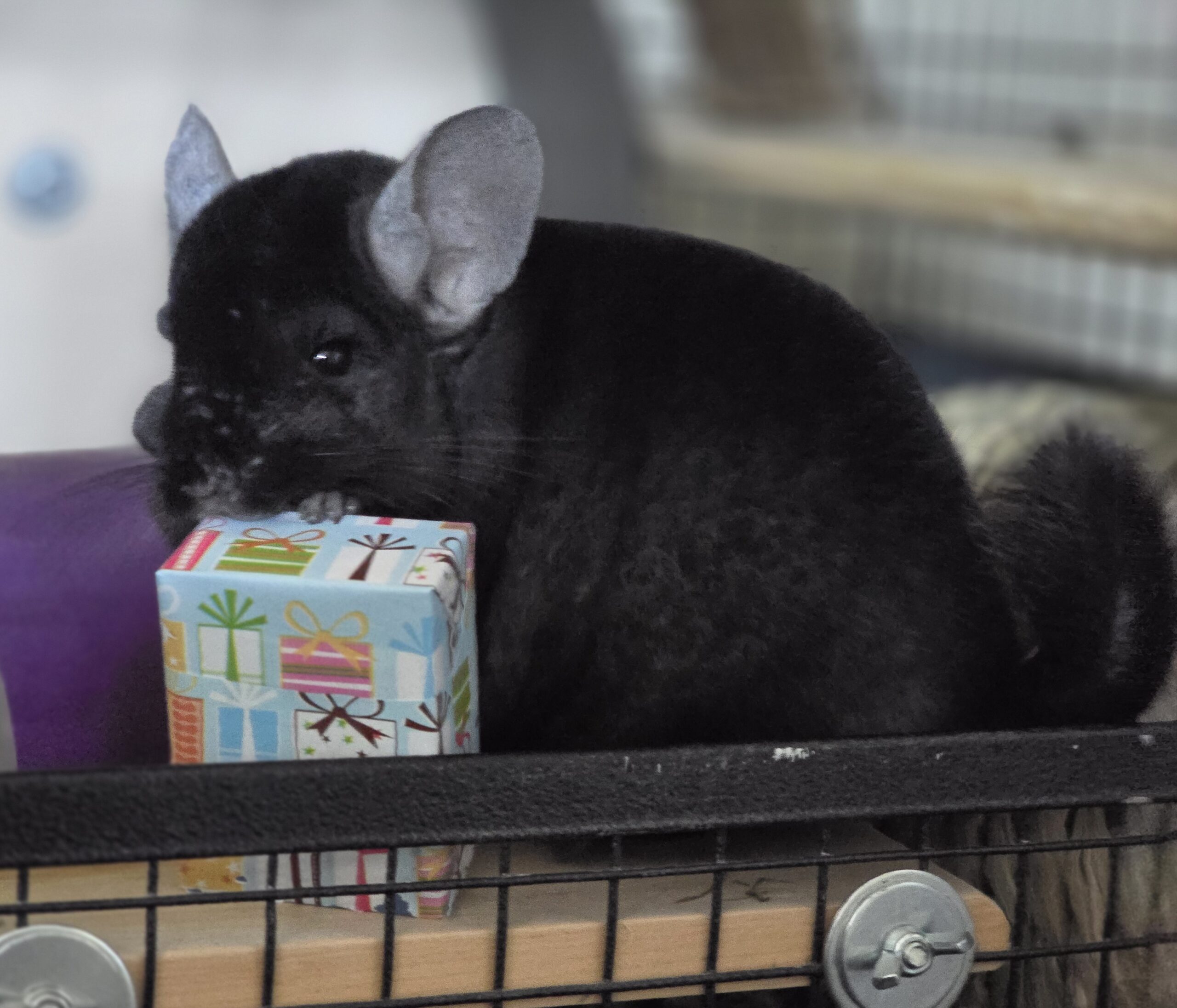 Chimi celebrating her 12th birthday