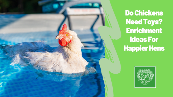 Do Chickens Need Toys? Enrichment Ideas For Happier Hens
