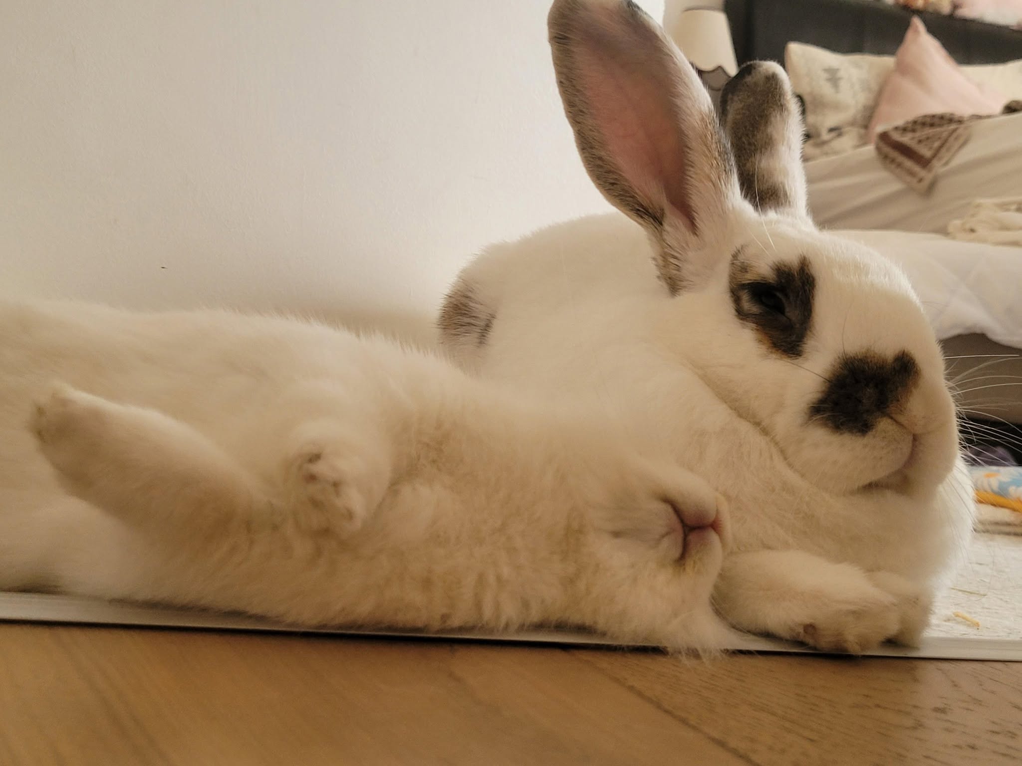 Ducky and Pavlova