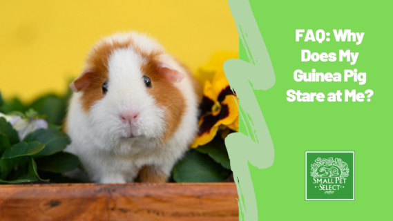 FAQ: Why Does My Guinea Pig Stare at Me?